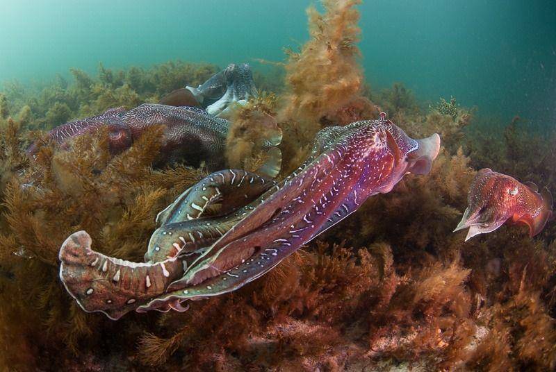 Sekumpulan cuttlefish pada saat musim kawin (environment.sa.gov.au)