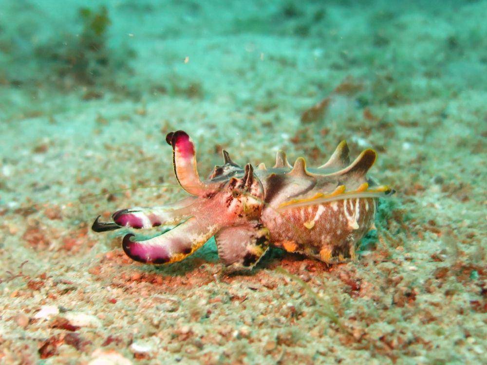 Flamboyant cuttlefish, jenis cuttlefish yang sangat beracun (pixabay.com/arhnue)