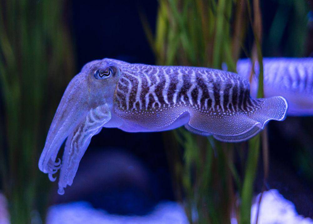 Cuttlefish memiliki pupil berbentuk huruf 'W' (unsplash.com/Francis Nie)
