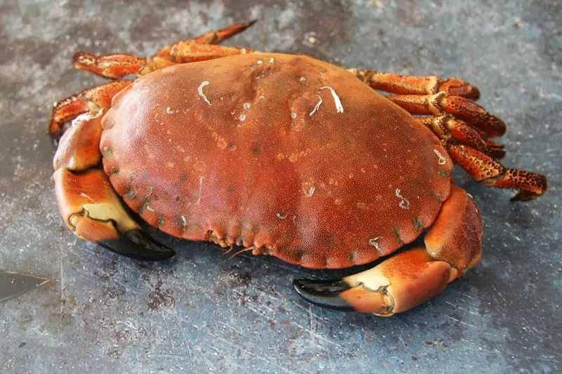 ilustrasi kepiting (crabmeat.co.uk)