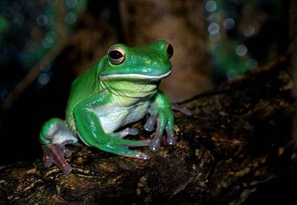 ilustrasi katak (unsplash.com/David Clode)