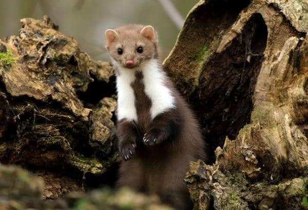 ilustrasi marten (unsplash.com/Zdeněk Macháček)