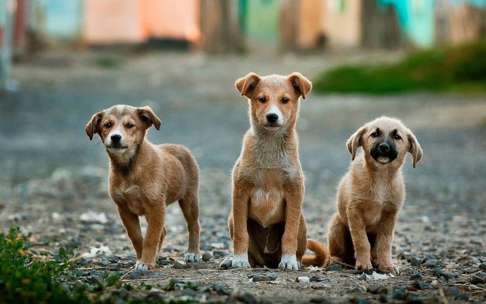Setia dan Lucu, 7 Karakter Anjing Terbaik di Jagat Gaming