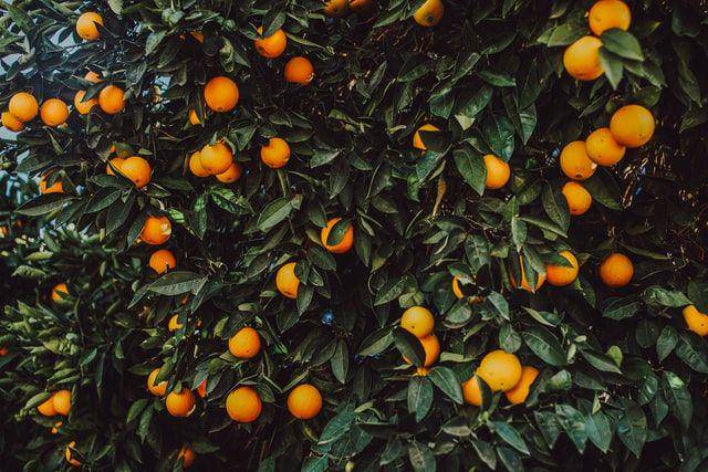 ilustrasi jeruk (unsplash.com/Dominic Swain)
