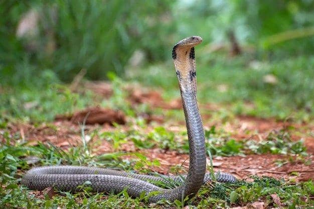 Bikin Warga Trenggalek Tewas, Ini Bahaya Patukan King Cobra