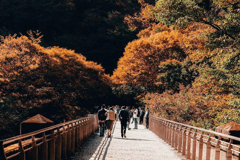 5 Destinasi Musim Gugur Menawan di Jepang, Ada Taman Berusia 1 Abad