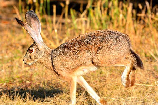 gambar black-tailed jackrabbit (pepperwoodpreserve.org)