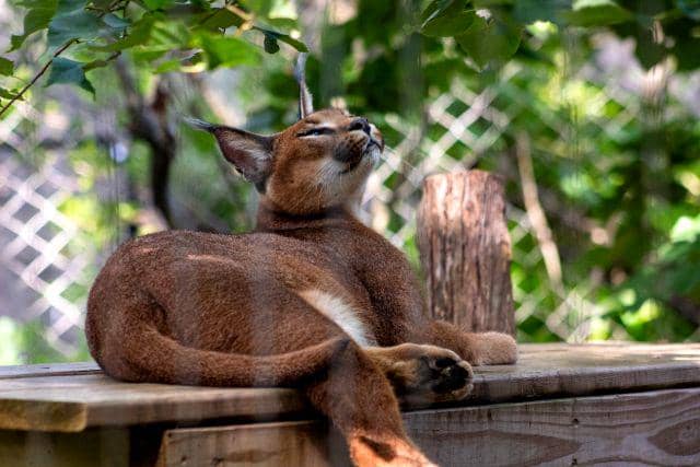 gambar caracal (unsplash.com/Joshua J. Cotten)