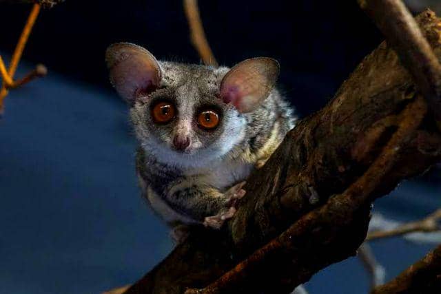 gambar galago (wcs.org)