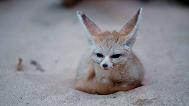 gambar rubah fennec (unsplash.com/Tj Holowaychuk)