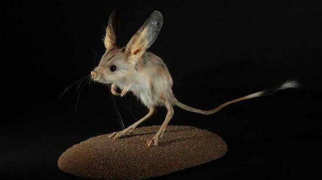 gambar long-eared jerboa (news.cgtn.com)