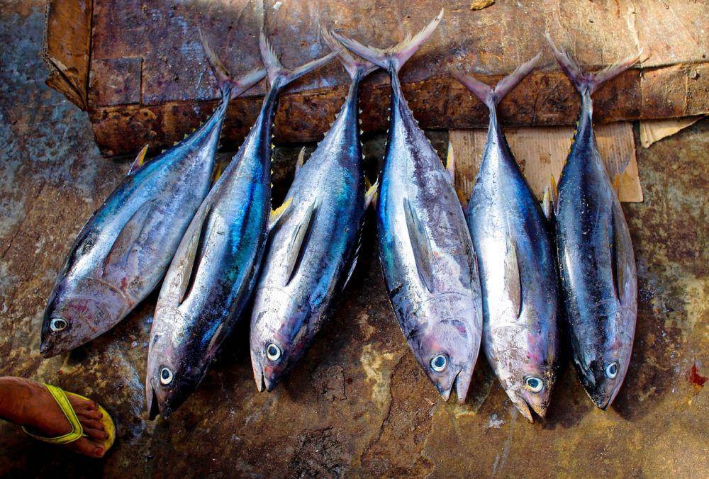 ilustrasi ikan tuna (pixabay.com/27707)