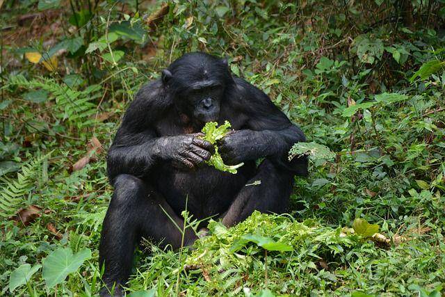 Seekor bonobo yang ditemukan di Hutan Hujan Kongo, Afrika. (pixabay.com/tsauquet)