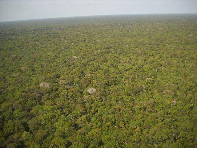 penampakan Hutan Hujan Amazon dari udara (pixabay.com/rrubra)
