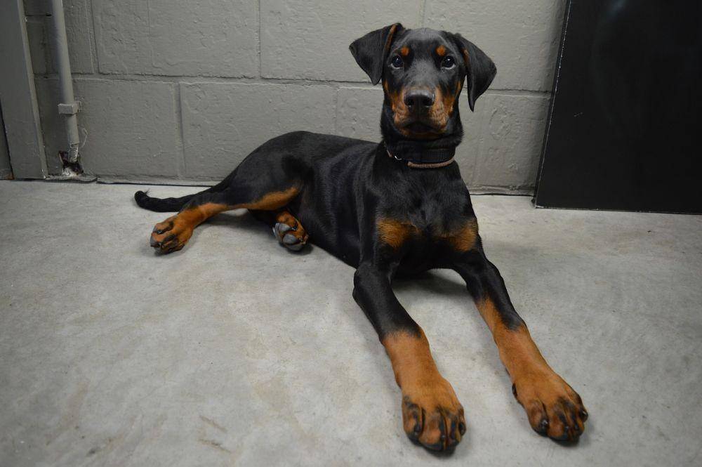 ilustrasi anjing Doberman Pinscher (pixabay.com/1790316)