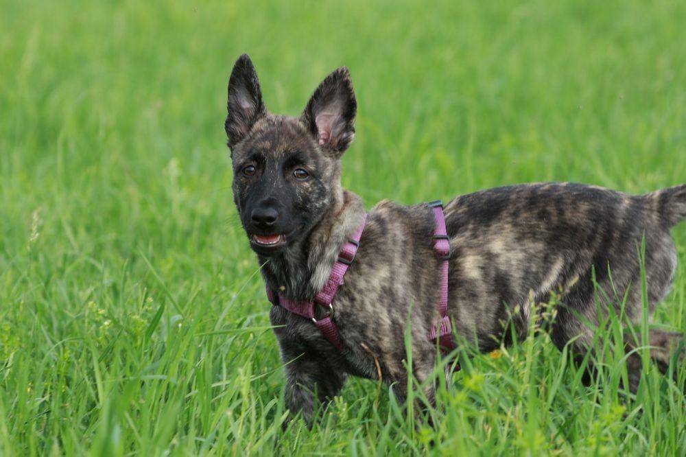 ilustrasi anjing Dutch Shepherd (pexels.com/Weinholdphotography)