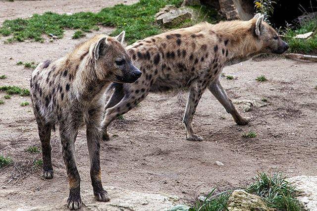 potret sekumpulan hyena (pexels.com/Antonio Friedemann)