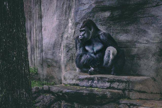 seekor gorila sedang duduk (pexels.com/David Gonzales)