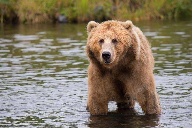 Seekor beruang grizzly di perairan (pexels.com/Pixabay)