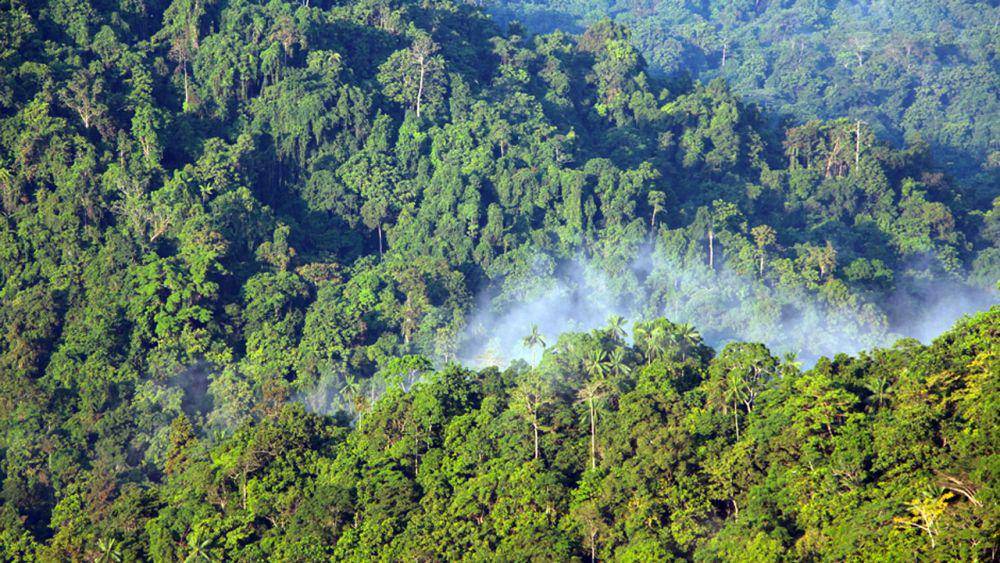 penampakan Hutan Guinea Afrika Barat dari udara (guardian.ng)