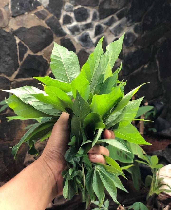 ilustrasi daun singkong untuk bahan nasi pagar khas Grobogan (Instagram.com/tjgukguk)