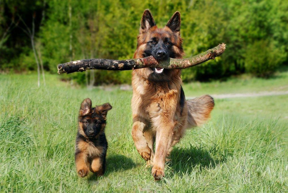7 Cara Melatih Anjing Herder (German Shepherd) Cepat & Mudah