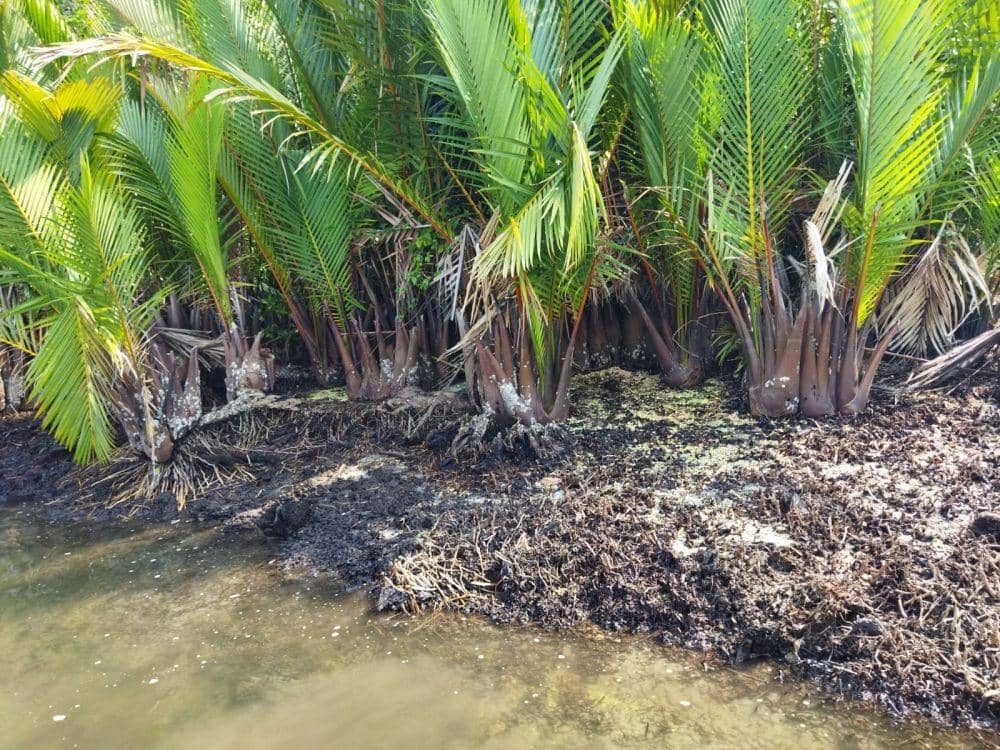 Penemuan limbah sulfur di Pulau Mori, Malili, Luwu Timur. Dok. Walhi Sulsel