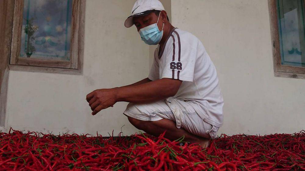 Petani cabai pilih tak memanen karena harga anjlok. IDN Times/ Bramanta Pamungkas
