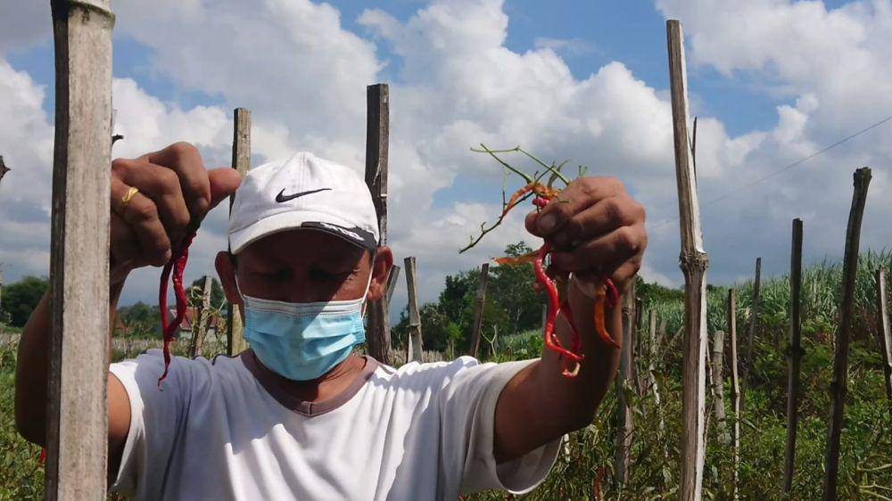 Petani cabai pilih tak memanen karena harga anjlok. IDN Times/ Bramanta Pamungkas