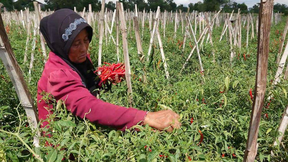 Buruh petik cabai di Tulungagung. IDN Times/ Bramanta Pamungkas