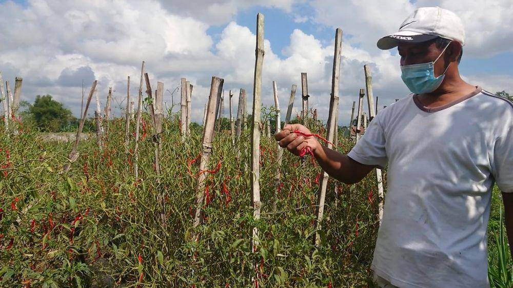 Petani cabai pilih tak memanen karena harga anjlok. IDN Times/ Bramanta Pamungkas