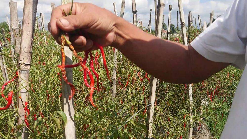 Petani cabai pilih tak memanen karena harga anjlok. IDN Times/ Bramanta Pamungkas