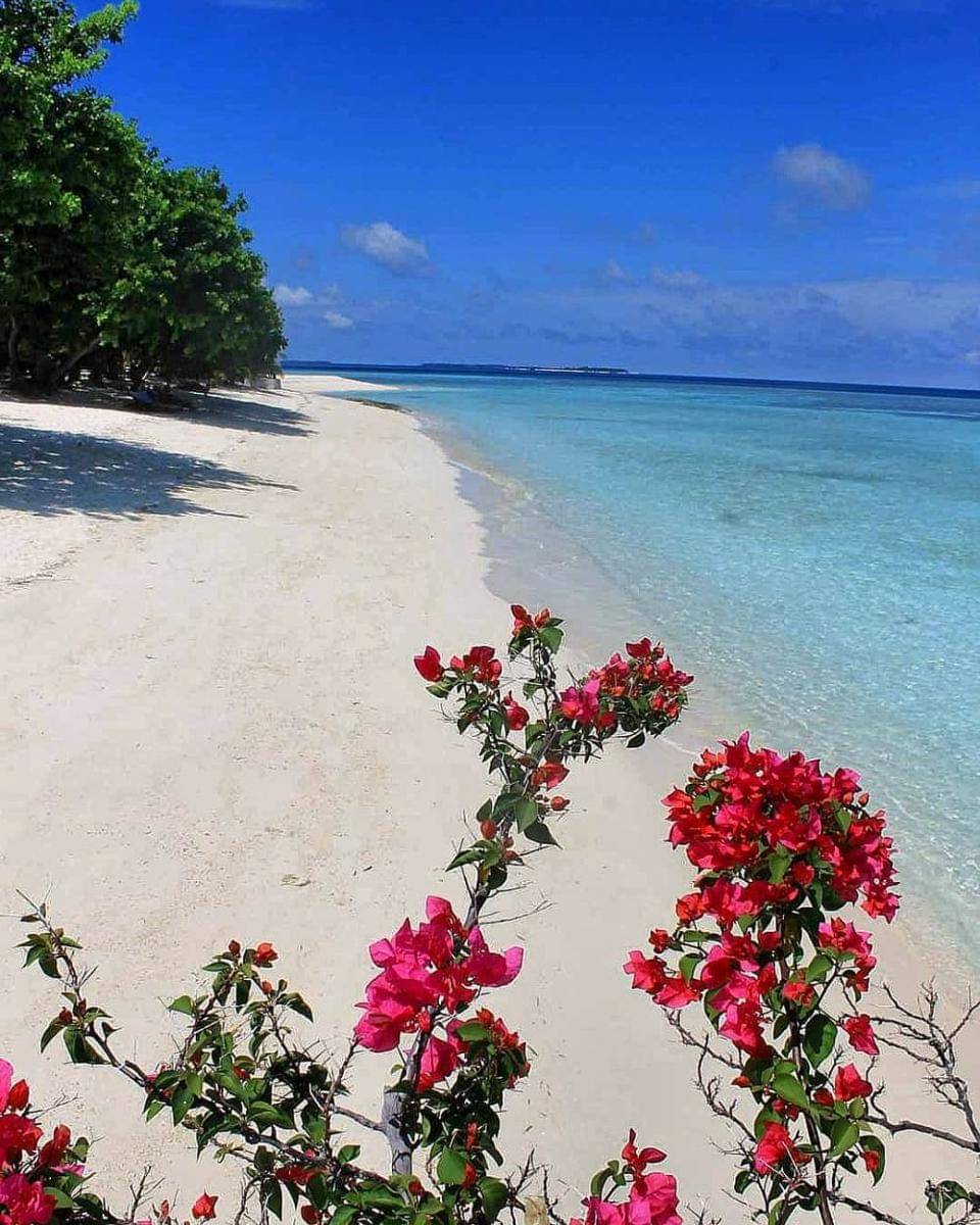 Pom Pom Island (instagram.com/pierobris)
