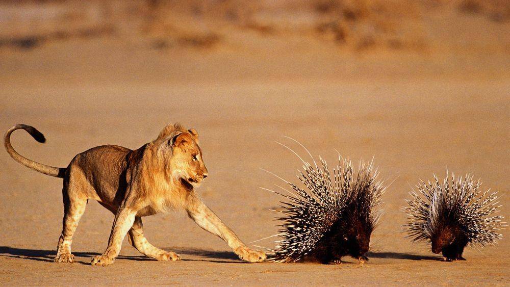 singa dan landak (sciencemag.org)