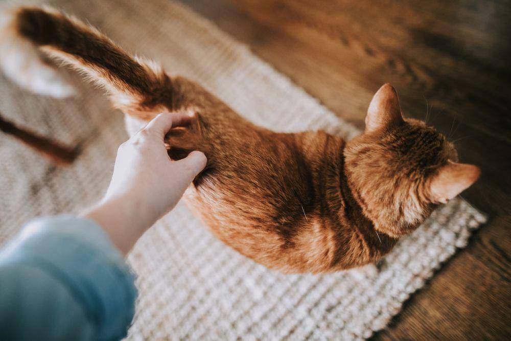 ilustrasi kucing yang sedang birahi (unsplash.com/Christin Hume)