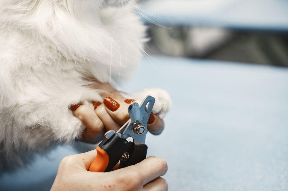 Wajib Paham! Tips Memotong Kuku Anabul Kucing dengan Baik dan Aman