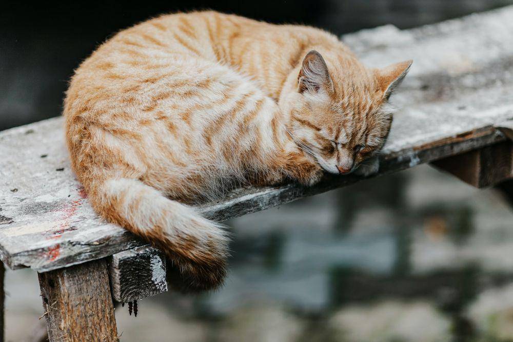 ilustrasi kucing kesepian (unsplash.com/Tengyart)