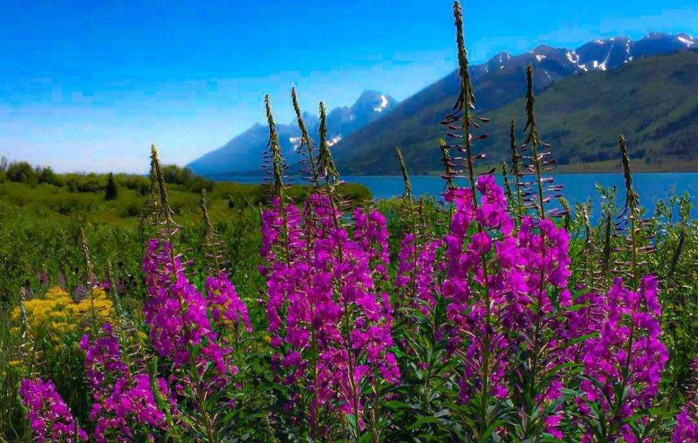 fakta Taman Nasional Grand Teton (instagram.com/grandtetonnps)