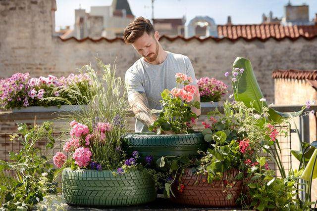 ilustrasi berkebun (unsplash.com/pelargoniumforeurope)
