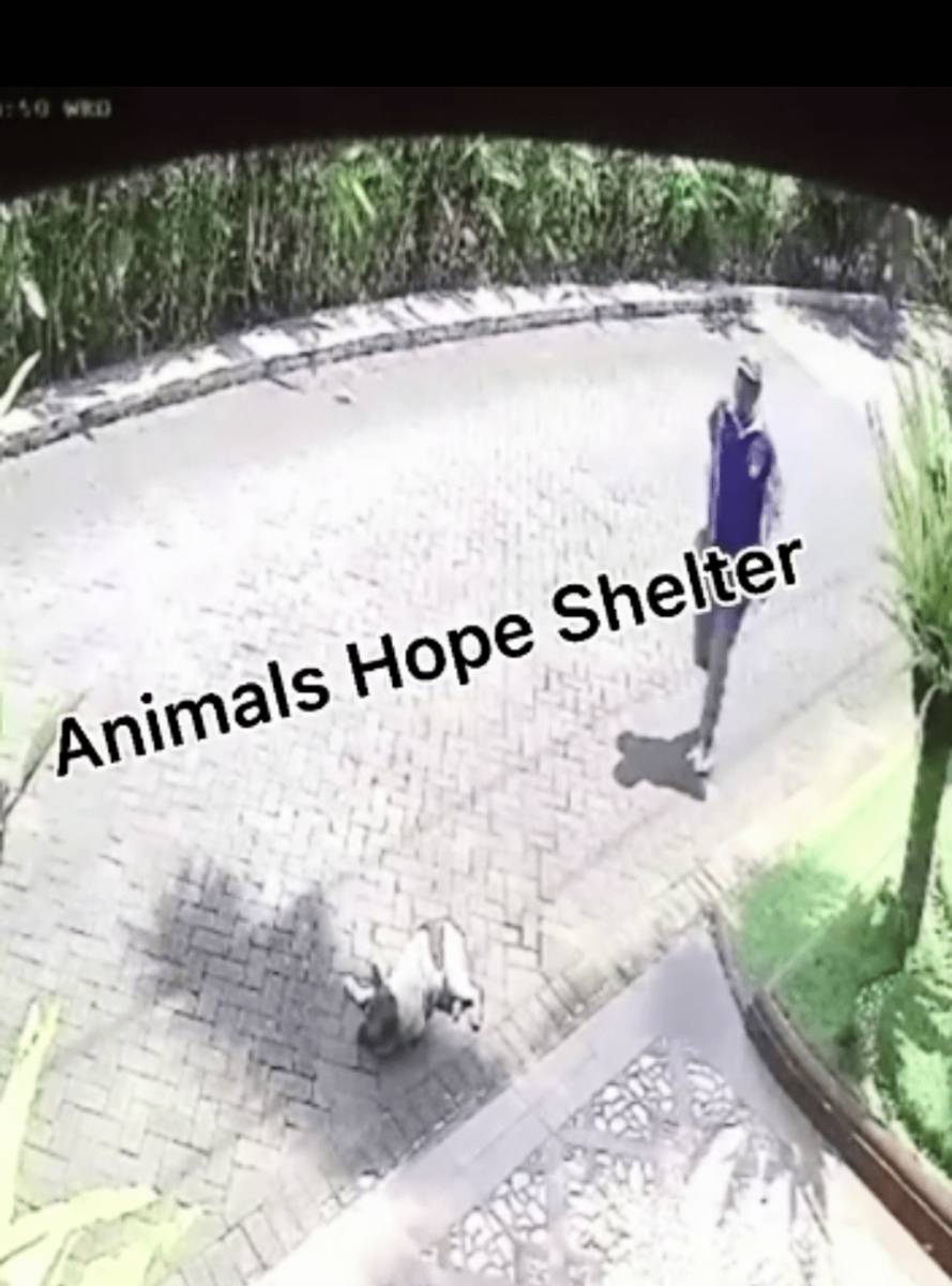 Tangkapan gambar tampak seorang pria mendatangi seekot anjing yang tak berdaya usai ditembak. Dok/istimewa