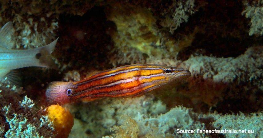 Australian Flathead/fishesofaustralia.net.au