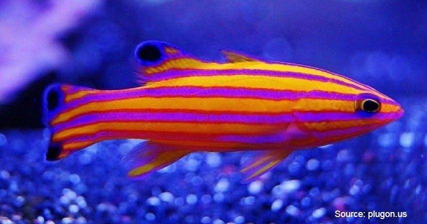 Candy Basslet/plugon.us
