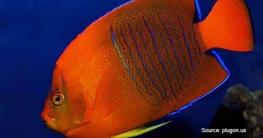 Clarion Angelfish\Plugon.us