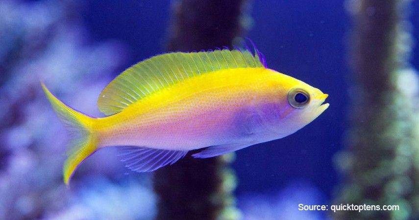 Golden Basslet/quicktoptens.com