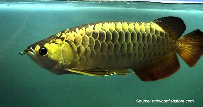 Golden Crossback Arowana\Arowanafishstore.com