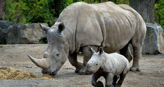 potret hewan badak di Dublin Zoo (irishtimes.com)