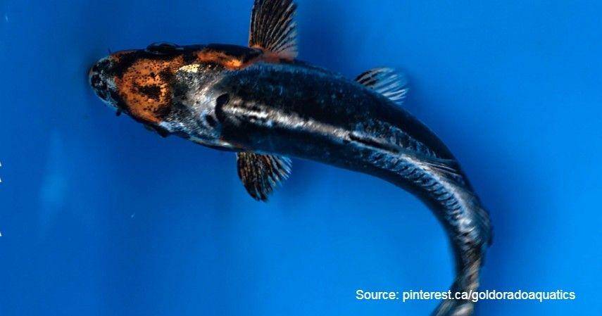 Koi Black Dragon/pinterest.ca (goldoradoaquatics)