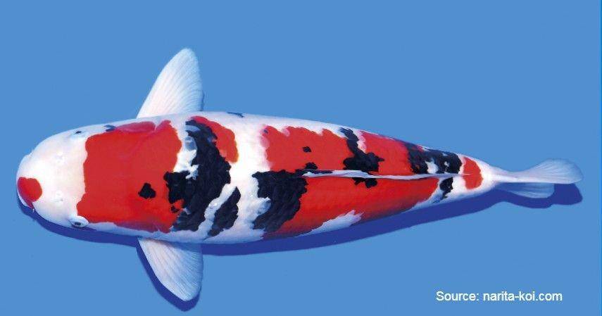 Koi Jepang/narita-koi.com