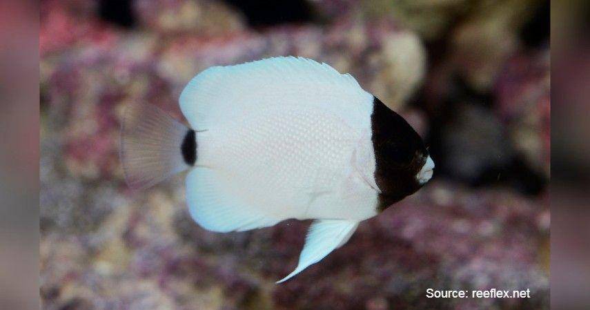 Masked Angelfish/reeflex.net