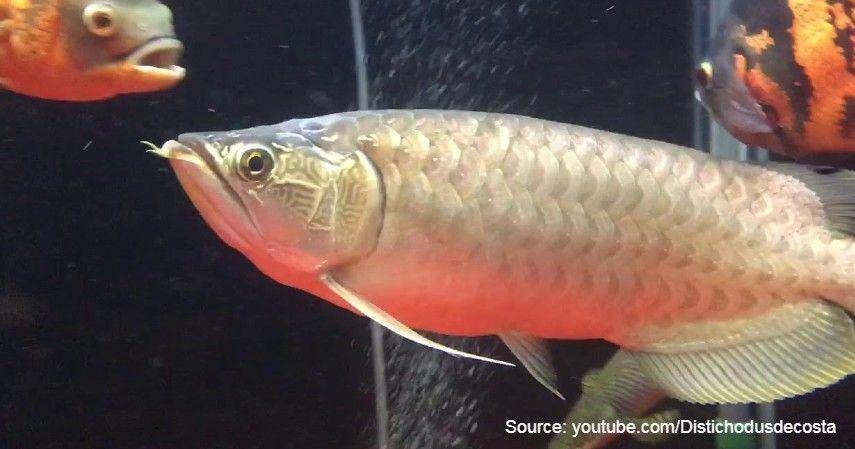 Nami Green Arowana\youtube.com (Distichodusdecosta)